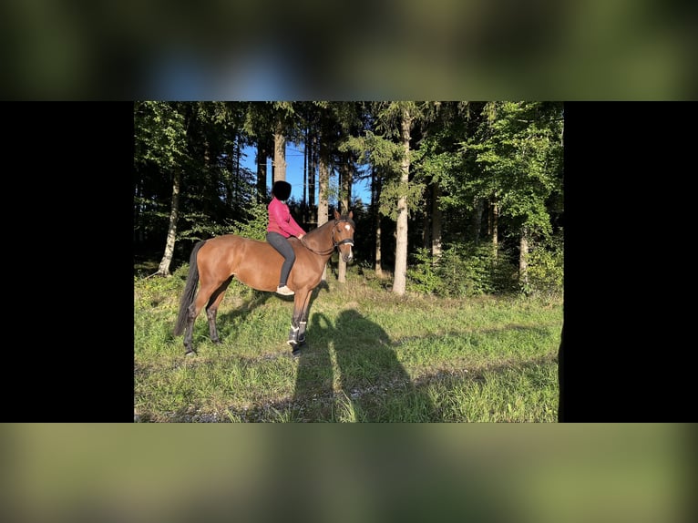 Caballo alemán Yegua 8 años 165 cm Castaño in Eberhardzell