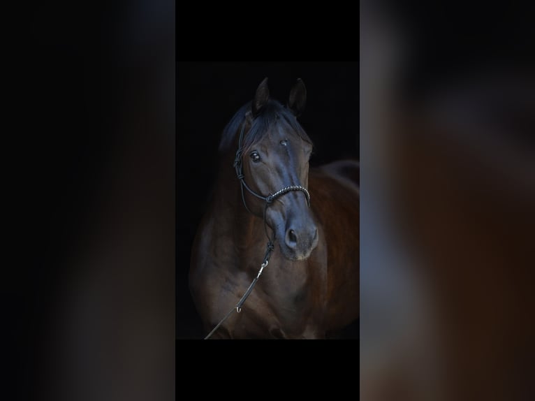 Caballo alemán Yegua 8 años 165 cm Negro in Seeon-Seebruck