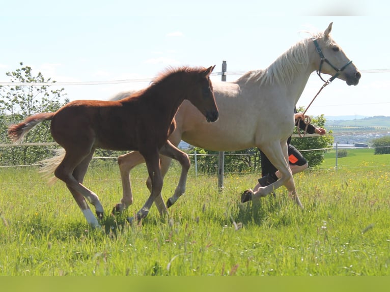 Caballo alemán Yegua 8 años 165 cm Palomino in Heistenbach