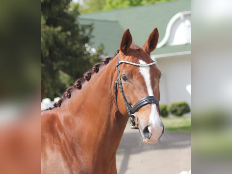 Caballo alemán Yegua 8 años 167 cm Alazán in Aach