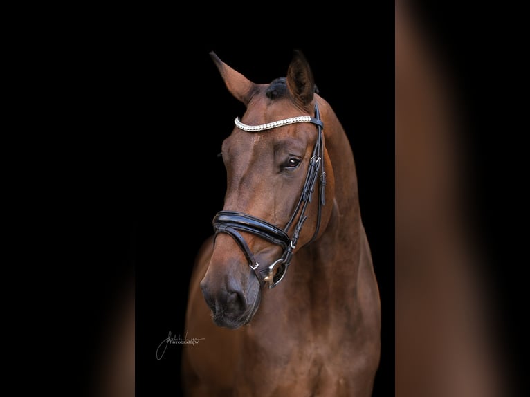 Caballo alemán Yegua 8 años 170 cm Castaño in Dinkelsb&#xFC;hl