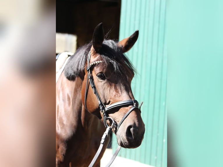 Caballo alemán Yegua 8 años 171 cm Castaño oscuro in Hamminkeln