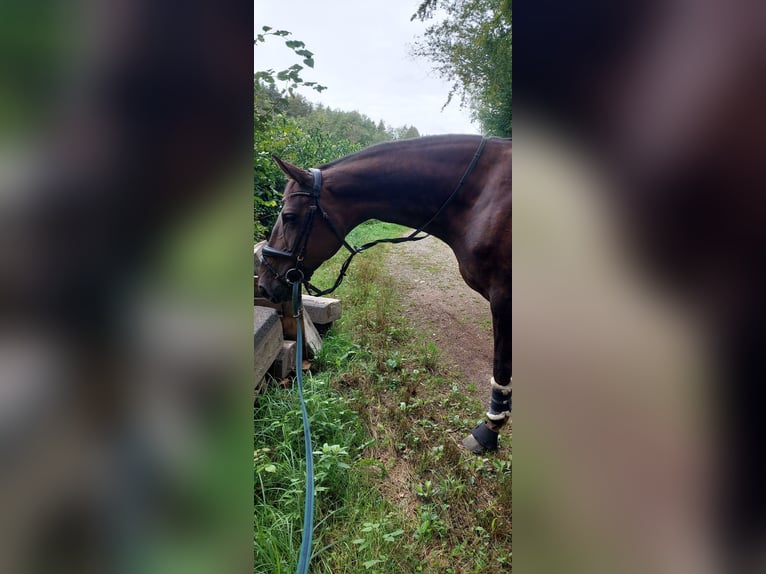Caballo alemán Yegua 8 años 176 cm Alazán-tostado in St. Johann