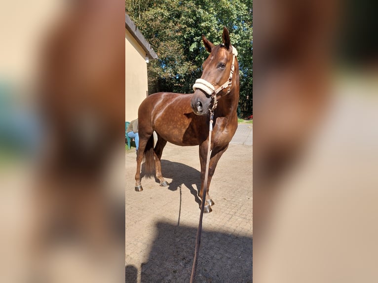 Caballo alemán Yegua 8 años 176 cm Alazán-tostado in St. Johann
