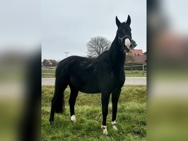 Caballo alemán Yegua 8 años in Gunzenhausen