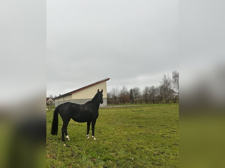 Caballo alemán Yegua 8 años in Gunzenhausen