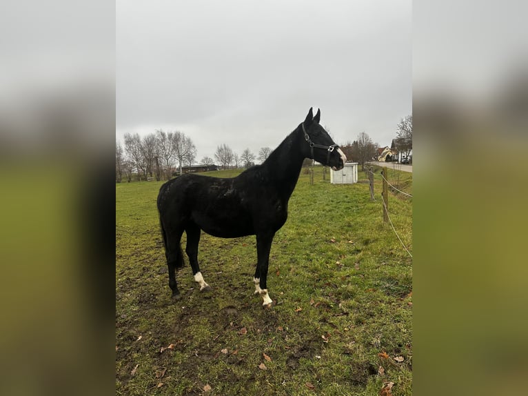 Caballo alemán Yegua 8 años in Gunzenhausen