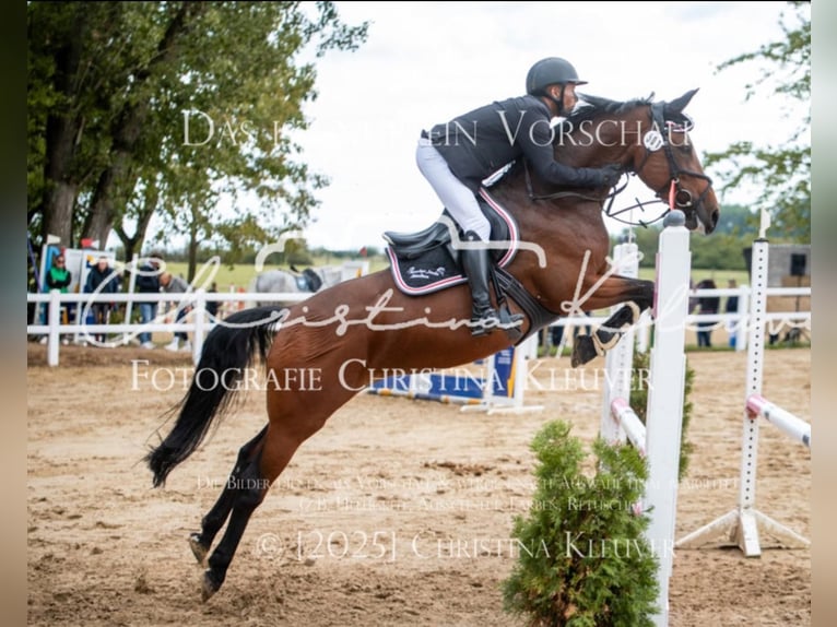 Caballo alemán Yegua 9 años 160 cm Castaño in Büttelborn