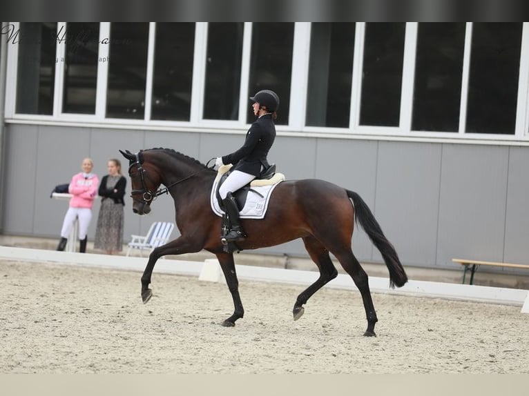 Caballo alemán Yegua 9 años 162 cm Castaño oscuro in Vechta