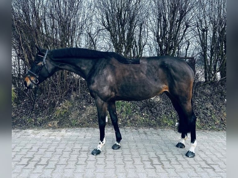 Caballo alemán Yegua 9 años 165 cm Castaño in Osnabr&#xFC;ck