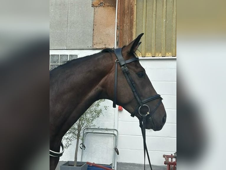 Caballo alemán Yegua 9 años 165 cm Castaño in Osnabr&#xFC;ck