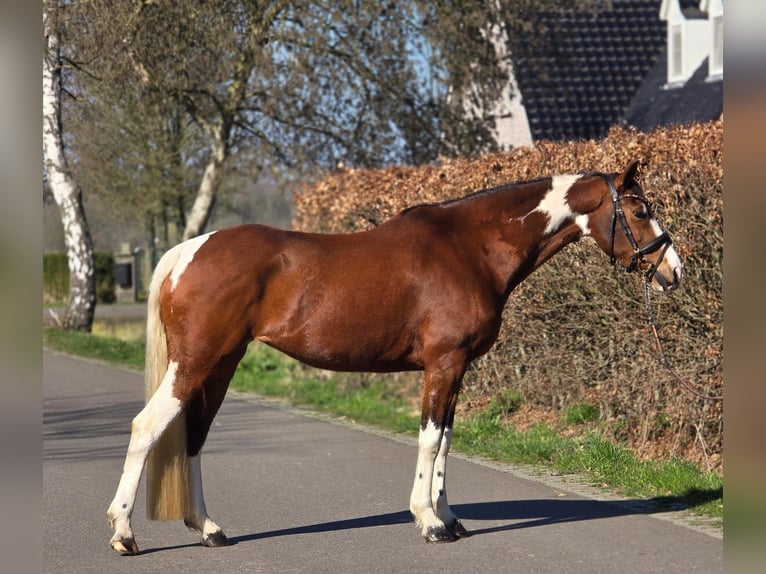 Caballo alemán Yegua 9 años 165 cm Pío in Someren