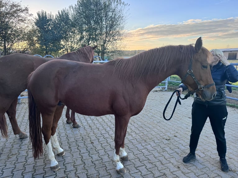 Caballo alemán Yegua 9 años 168 cm Alazán in MainzMainz