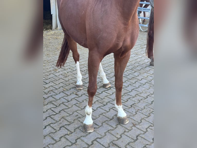 Caballo alemán Yegua 9 años 168 cm Alazán in MainzMainz