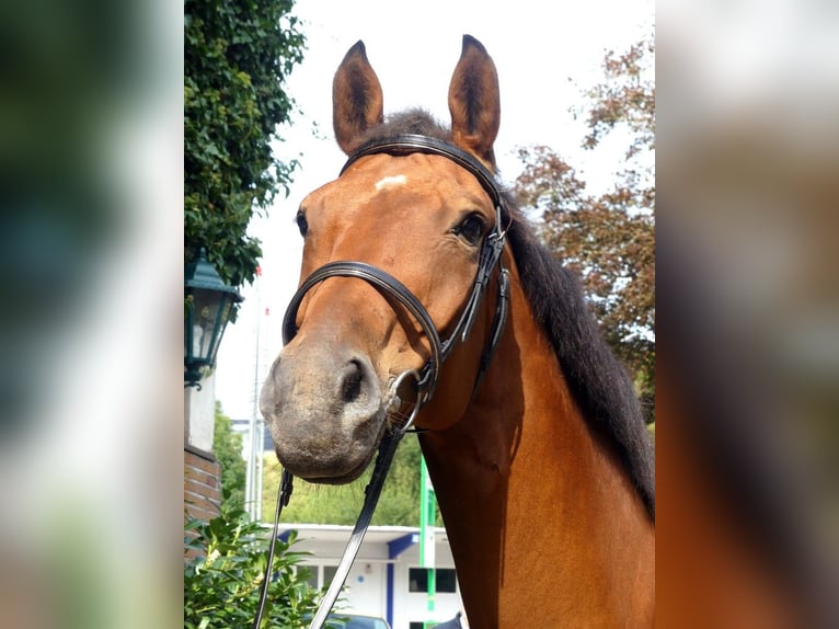 Caballo alemán Yegua 9 años 168 cm Castaño in Beverungen