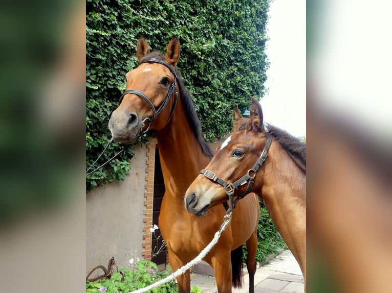 Caballo alemán Yegua 9 años 168 cm Castaño in Beverungen