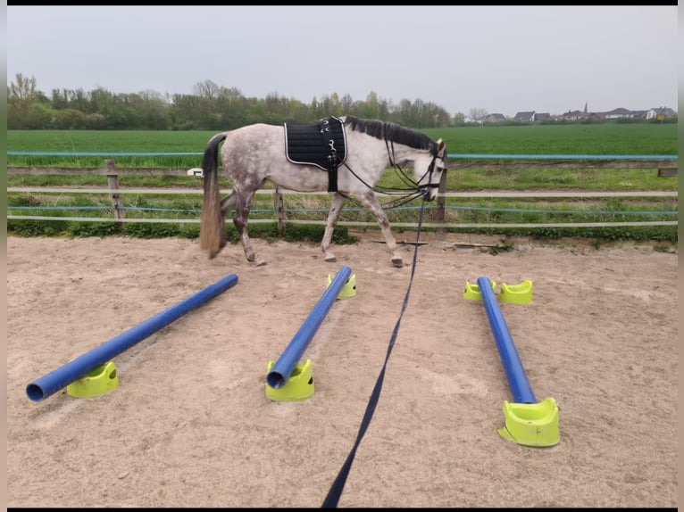 Caballo alemán Yegua 9 años 168 cm Tordo rodado in Isenbüttel Caballo alemán Yegua 9 años 168 cm Tordo rodado in Isenbüttel