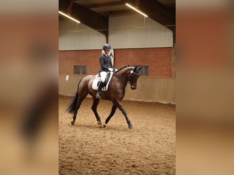 Caballo alemán Yegua 9 años 169 cm Castaño oscuro in Dorsten