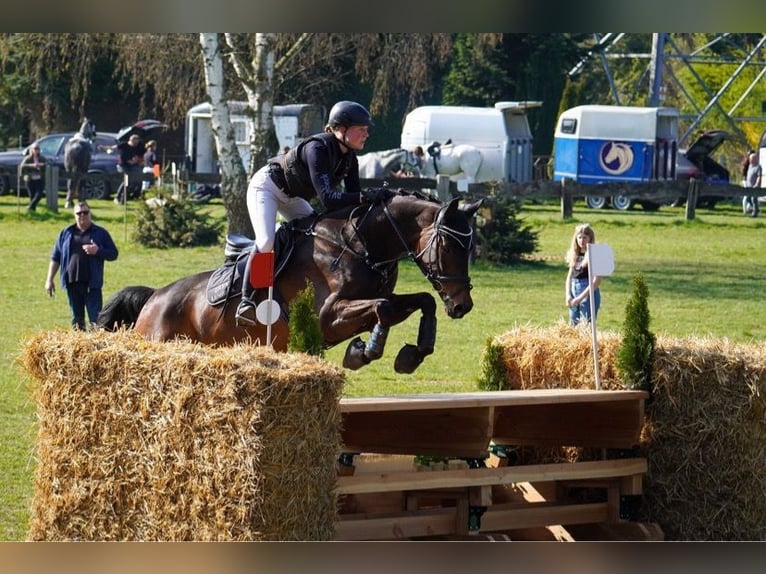 Caballo alemán Yegua 9 años 169 cm Castaño oscuro in Dorsten