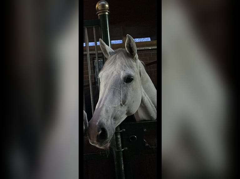 Caballo alemán Yegua 9 años 170 cm Tordo in Neunkirchen-Seelscheid