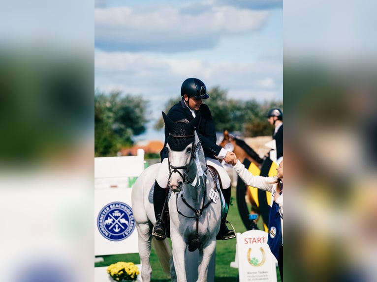 Caballo alemán Yegua 9 años 170 cm Tordo in Neunkirchen-Seelscheid