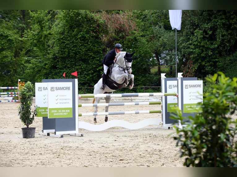 Caballo alemán Yegua 9 años 170 cm Tordo in Neunkirchen-Seelscheid