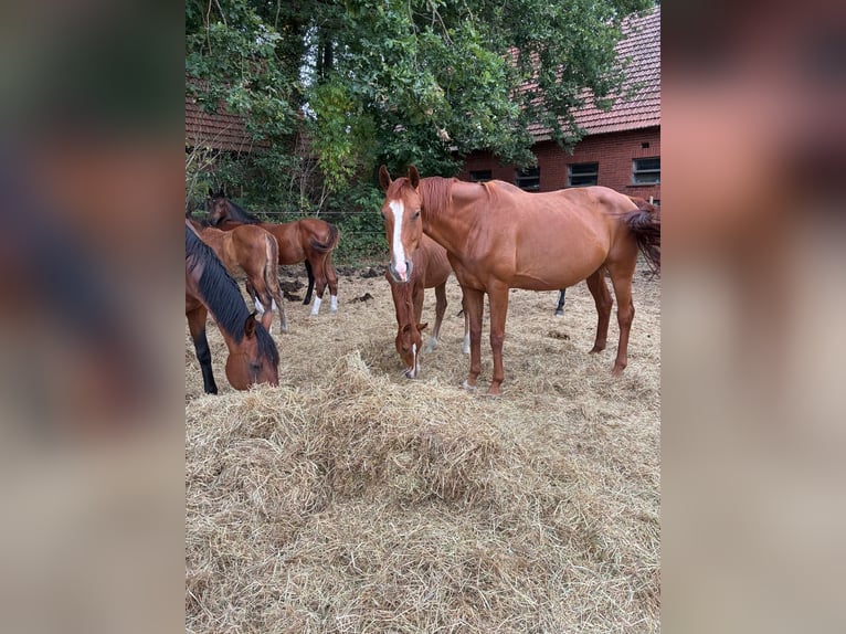 Caballo alemán Yegua 9 años 175 cm Alazán in Westerkappeln