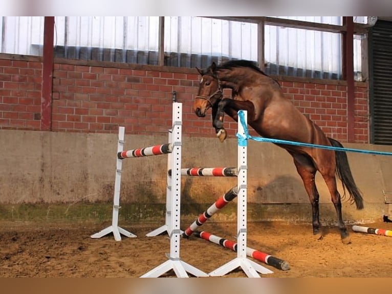 Caballo alemán Yegua 9 años 175 cm Castaño in Paderborn