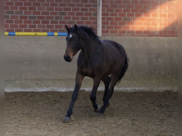 Caballo alemán Yegua 9 años 175 cm Castaño in Paderborn