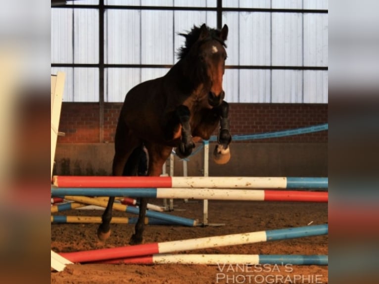 Caballo alemán Yegua 9 años 175 cm Castaño in Paderborn