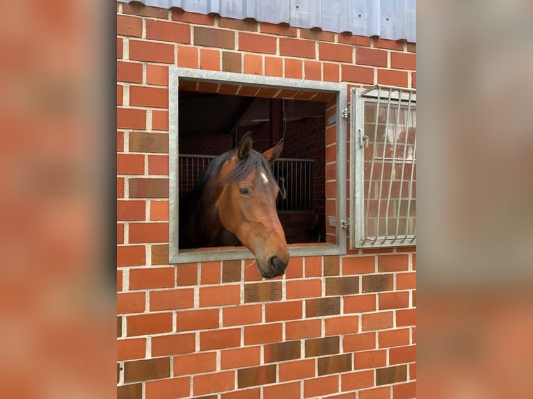 Caballo alemán Yegua 9 años 175 cm Castaño in Paderborn