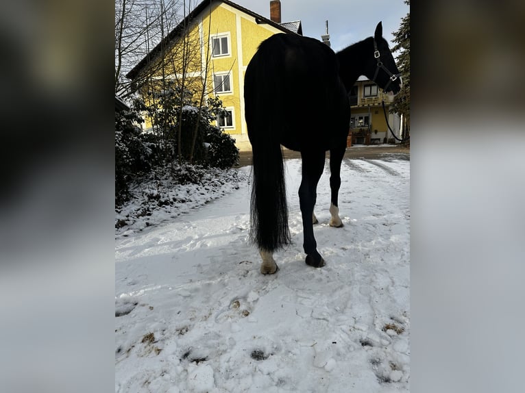 Caballo alemán Yegua 9 años in Gunzenhausen