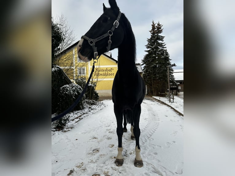 Caballo alemán Yegua 9 años in Gunzenhausen