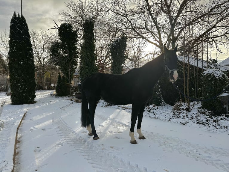 Caballo alemán Yegua 9 años in Gunzenhausen