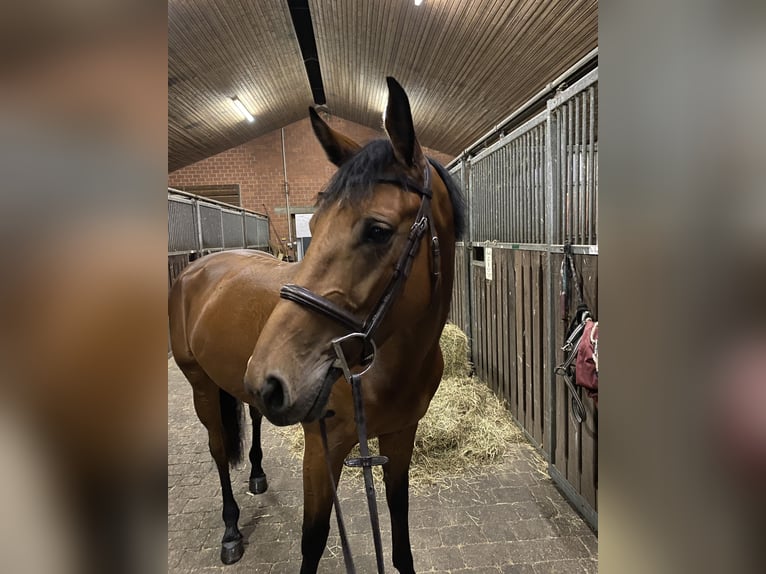 Caballo alemán Yegua 9 años Castaño in Altenberge