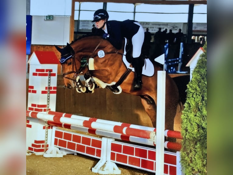 Caballo alemán Yegua 9 años Castaño in Altenberge