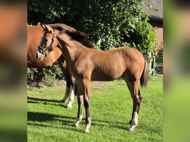 Caballo alemán Yegua Potro (05/2025) 167 cm in Barnstorf
