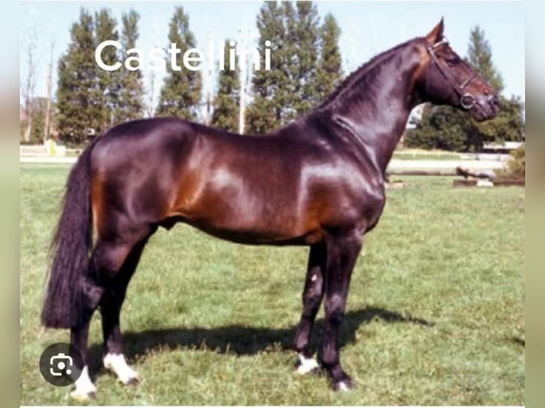 Caballo alemán Yegua Potro (02/2024) 168 cm Castaño oscuro in Mechernich