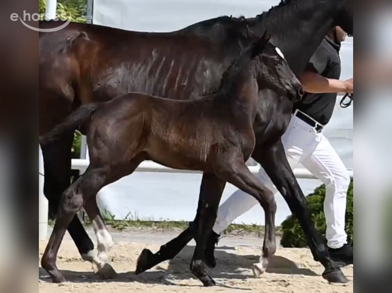 Caballo alemán Yegua Potro (05/2026) 168 cm Negro in Wysin