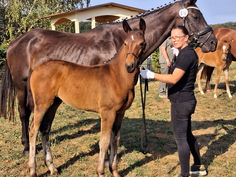 Caballo alemán Yegua Potro (04/2026) 170 cm Morcillo in Frankenhardt