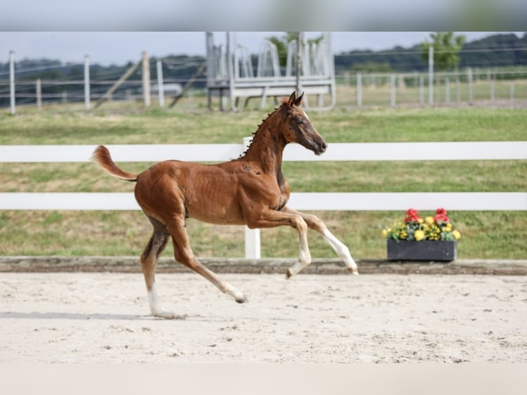 Caballo alemán Yegua Potro (05/2025) Alazán-tostado in M&#xFC;nsingen