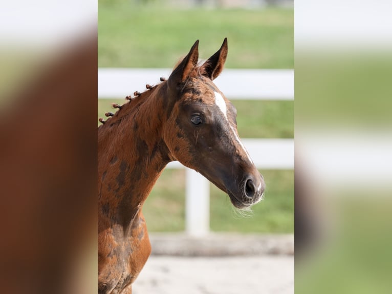 Caballo alemán Yegua Potro (05/2025) Alazán-tostado in M&#xFC;nsingen