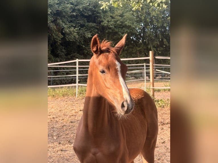 Caballo alemán Yegua Potro (05/2026) Alazán-tostado in Recklinghausen