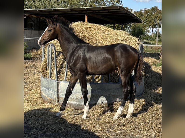 Caballo alemán Yegua Potro (04/2025) Morcillo in Wriezen