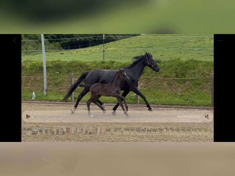 Caballo alemán Yegua Potro (04/2026) Negro in Schmadebeck