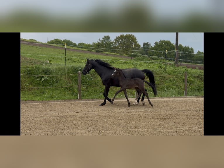Caballo alemán Yegua Potro (04/2026) Negro in Schmadebeck