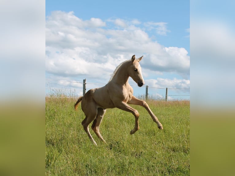 Caballo alemán Yegua Potro (05/2024) Palomino in Heistenbach