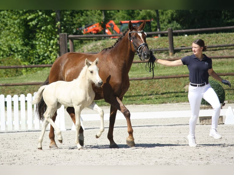 Caballo alemán Yegua Potro (05/2025) Palomino in Borgdorf-Seedorf