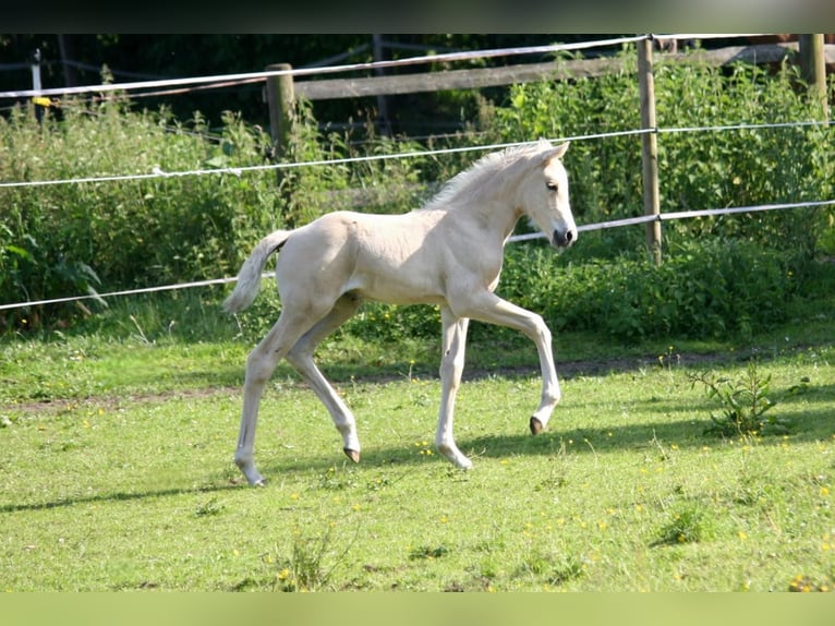 Caballo alemán Yegua  Palomino in Borgdorf-Seedorf