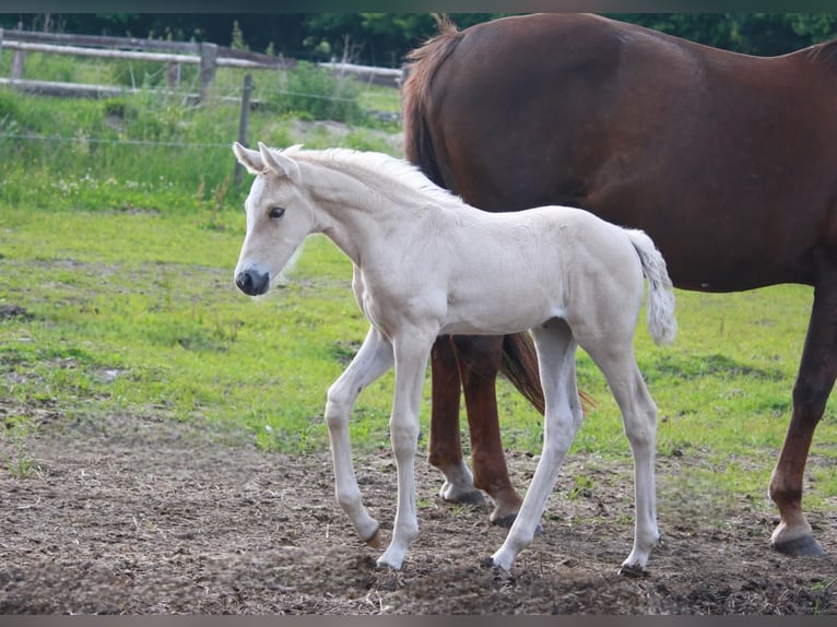 Caballo alemán Yegua  Palomino in Borgdorf-Seedorf